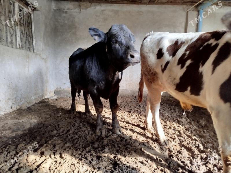 Симментал окуз - Дянев - img 9