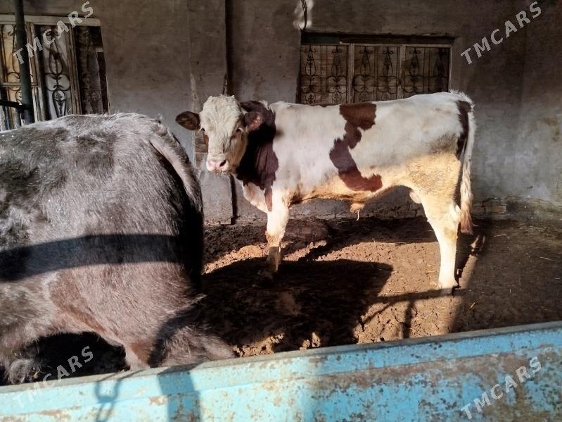 Симментал окуз - Дянев - img 10