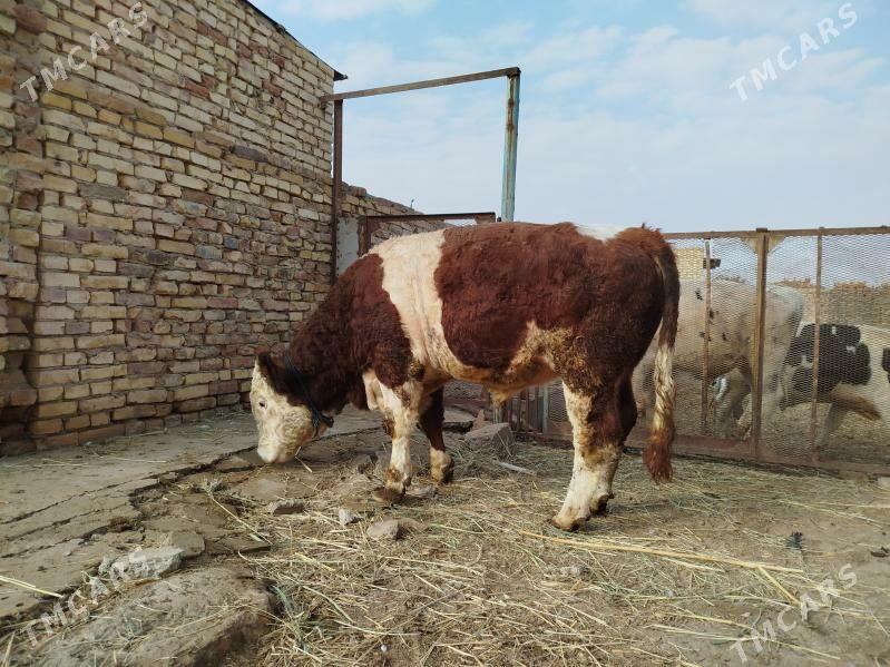 Симментал окуз - Дянев - img 2