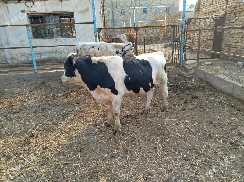 Симментал окуз - Дянев - img 7