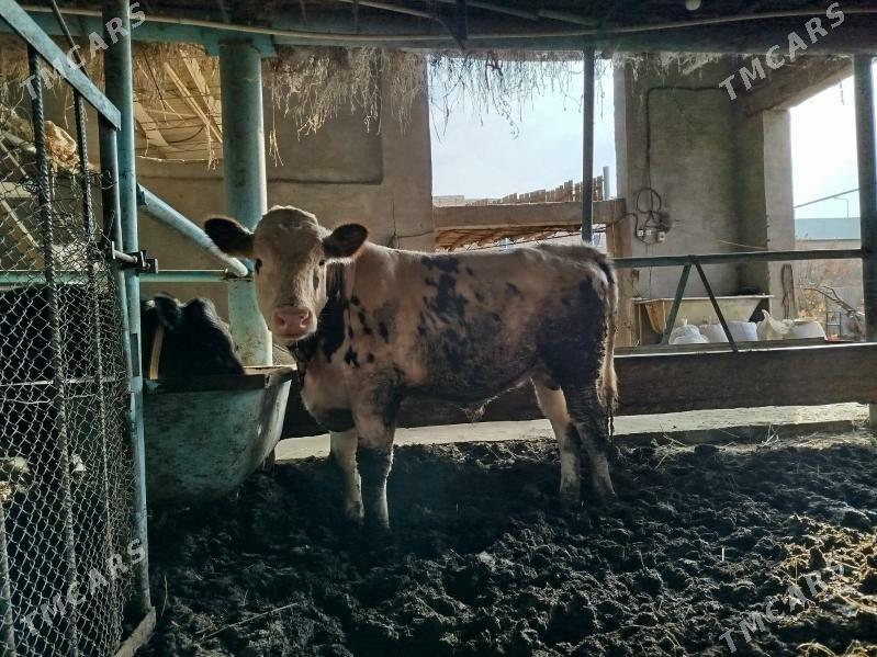 Симментал окуз - Дянев - img 3