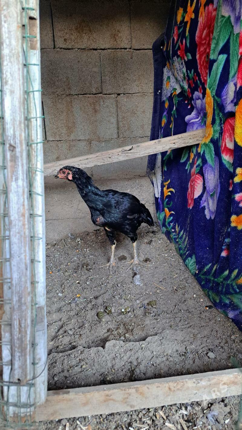 Tasgent towuk - Багир - img 3