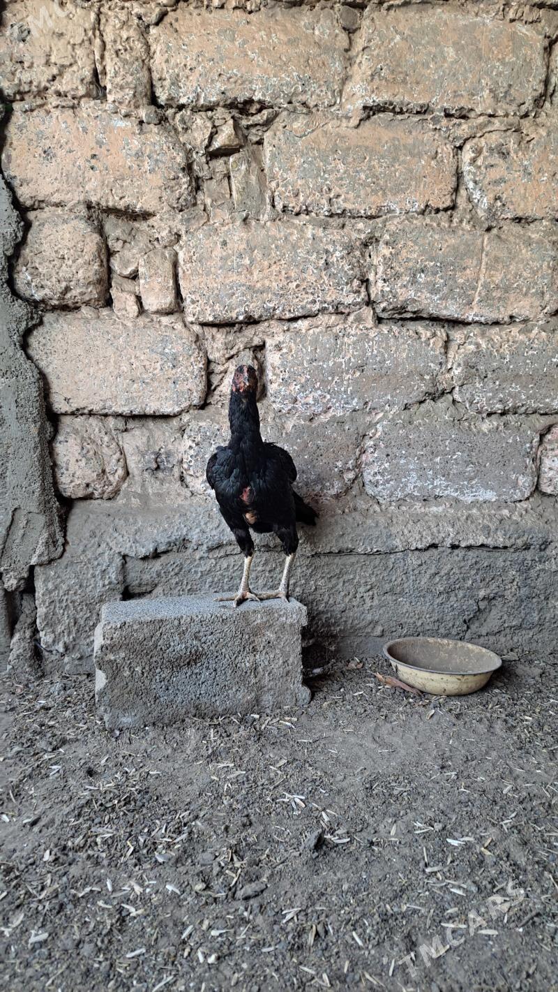 Tasgent towuk - Багир - img 4