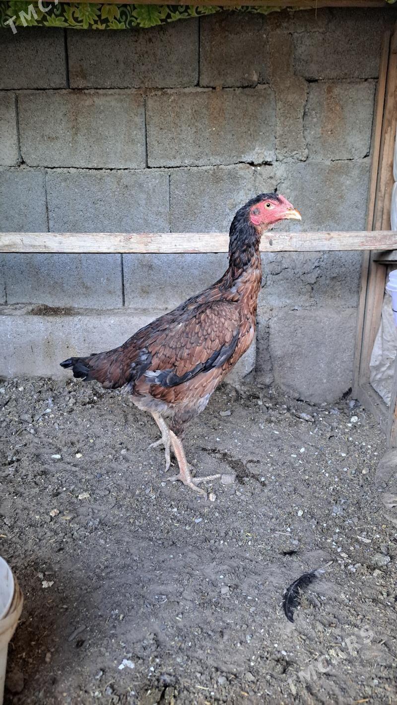 Tasgent towuk - Багир - img 2