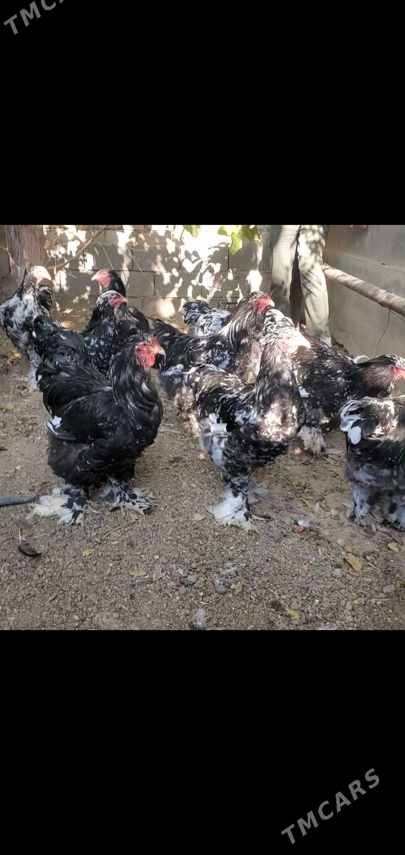 Brama mramorny. - Çoganly - img 6