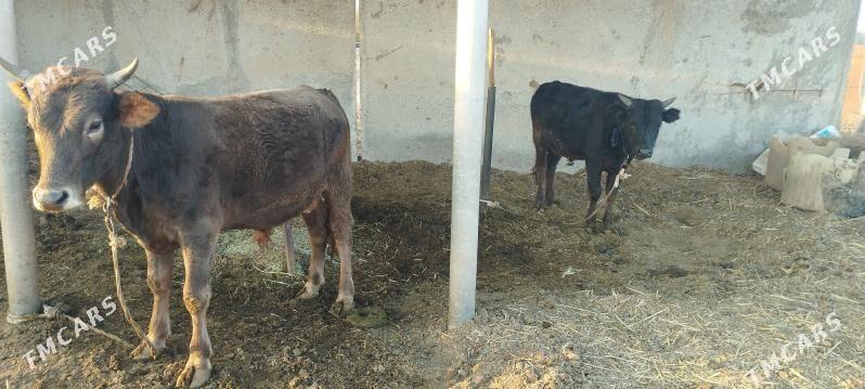 okuz - Babadaýhan - img 3