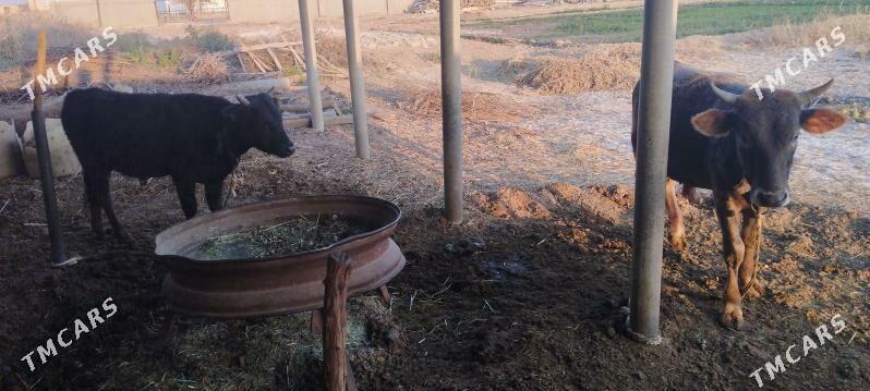 okuz - Babadaýhan - img 2