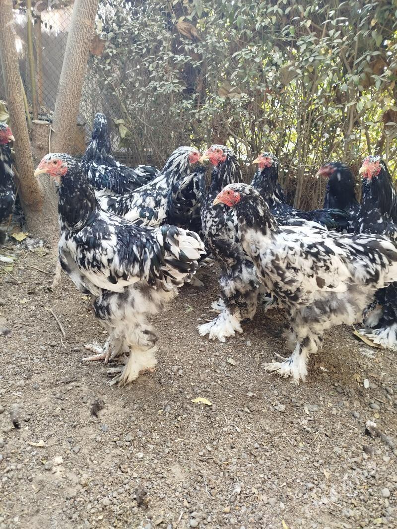 Brama mramorny. - Çoganly - img 3