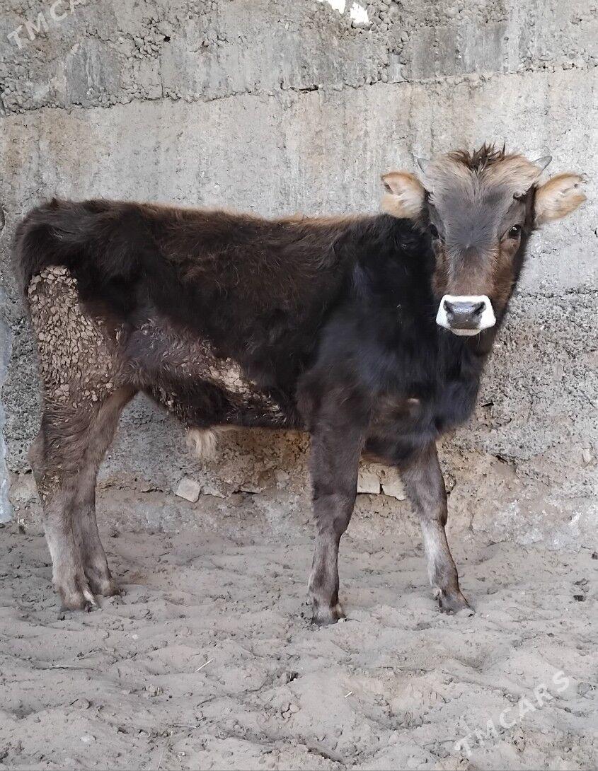 3 SANY ŠWES OKUZ - Büzmeýin - img 2