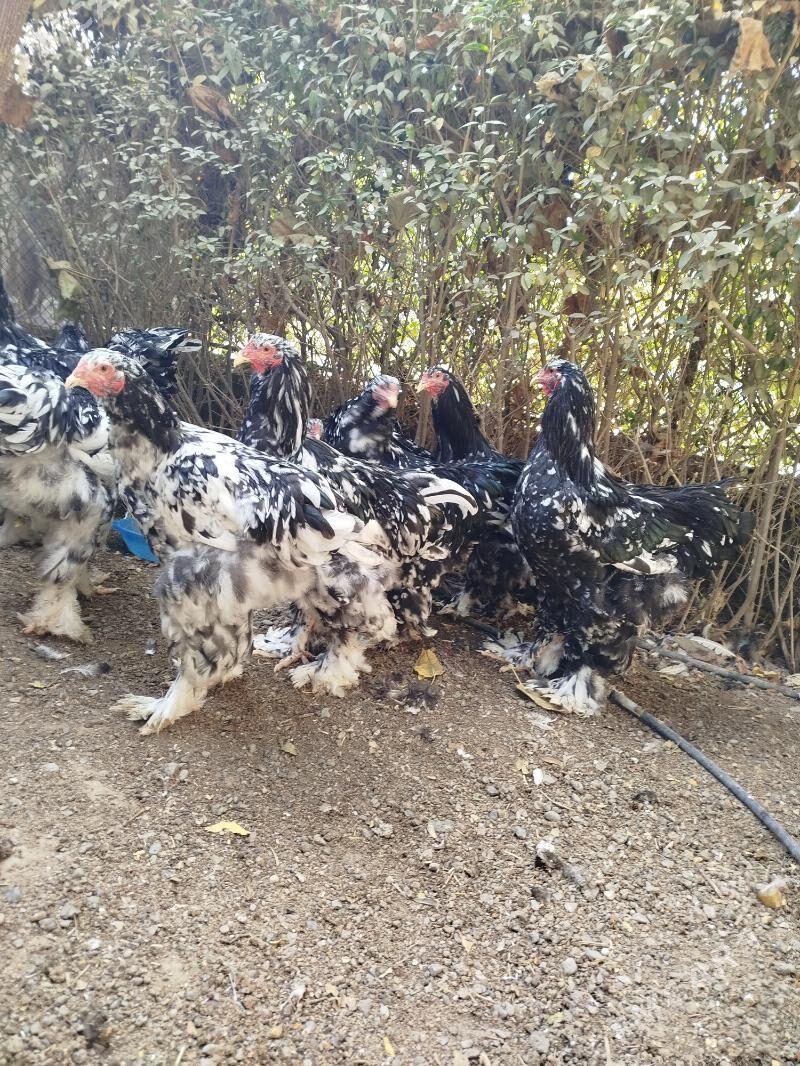 Brama mramorny. - Çoganly - img 2