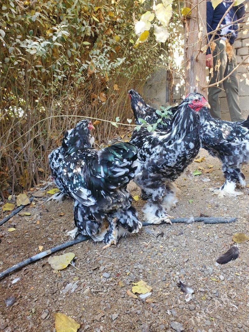 Brama mramorny. - Çoganly - img 5