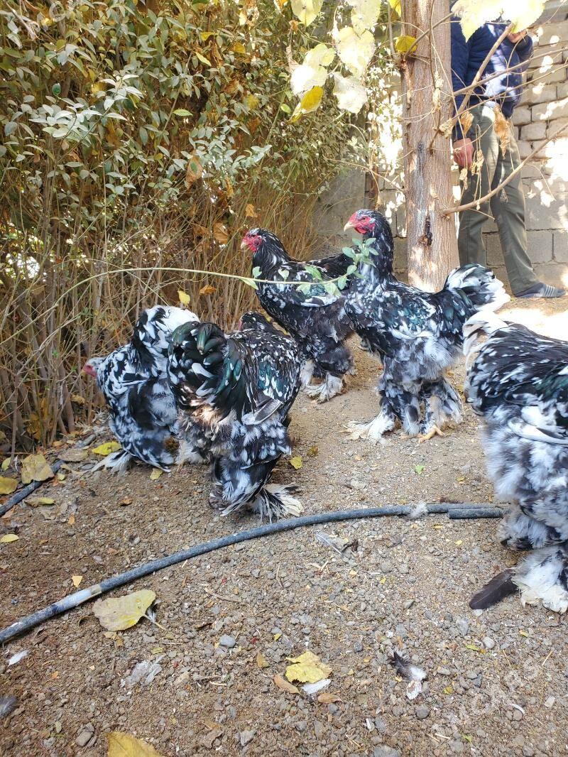 Brama mramorny. - Çoganly - img 4