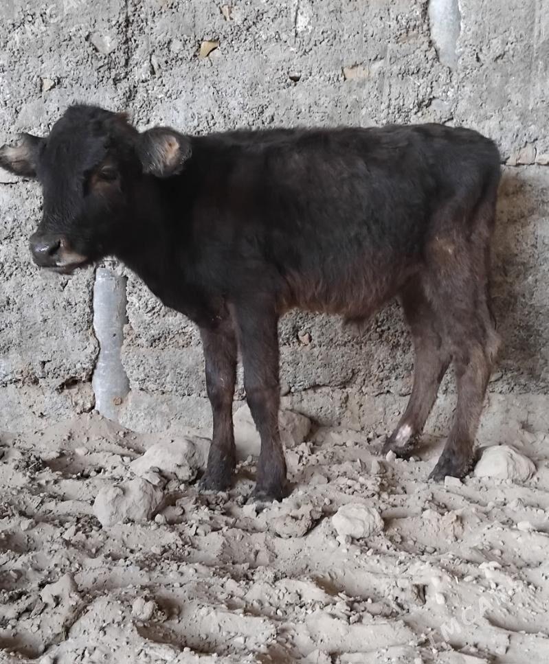 3 SANY ŠWES OKUZ - Büzmeýin - img 2