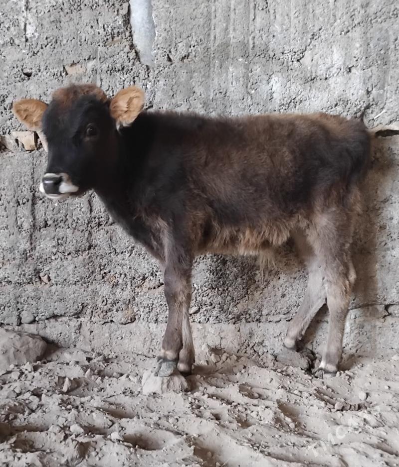 3 SANY ŠWES OKUZ - Büzmeýin - img 3