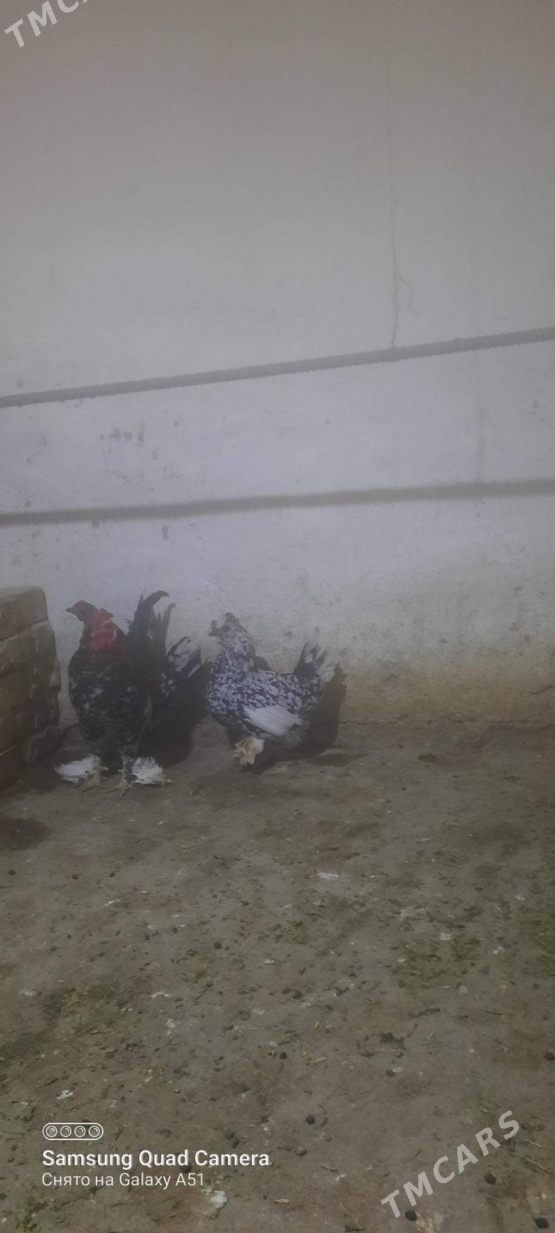 karlik towuk - Tejen - img 3