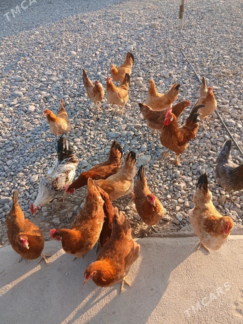 guzlayjy towuk - Кака - img 4