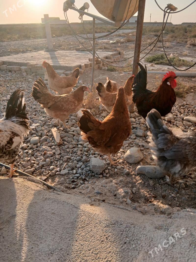 guzlayjy towuk - Кака - img 6