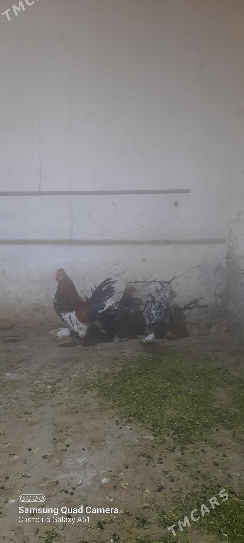 karlik towuk - Tejen - img 4