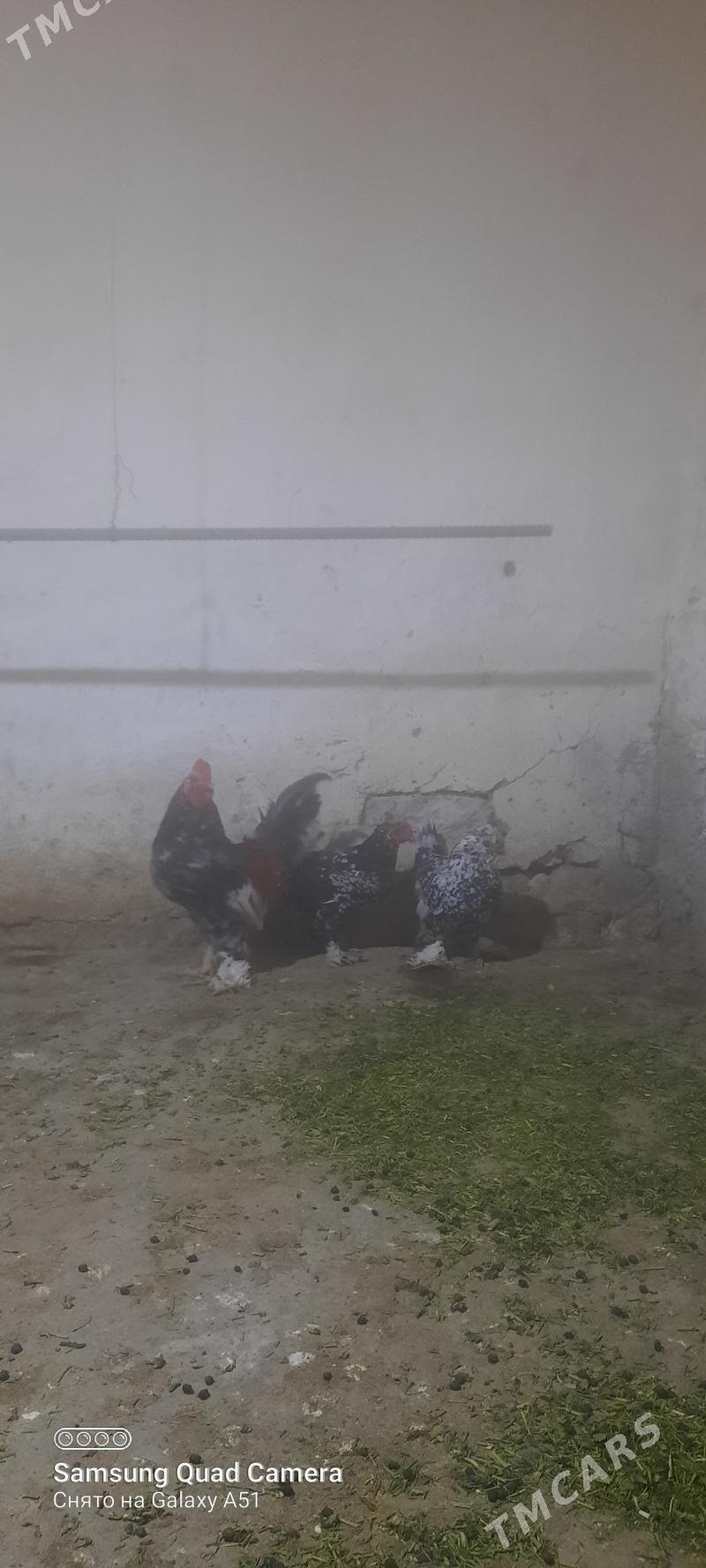 karlik towuk - Tejen - img 2