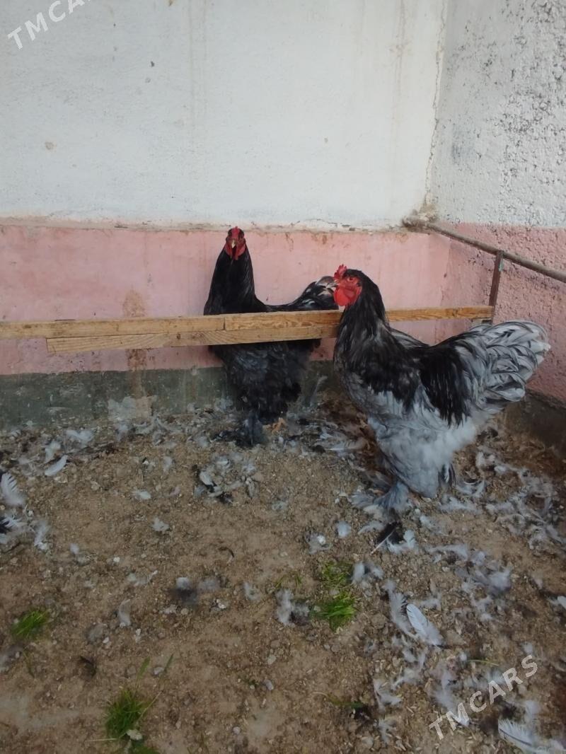 Blu Brama Horazlar - Çoganly - img 5