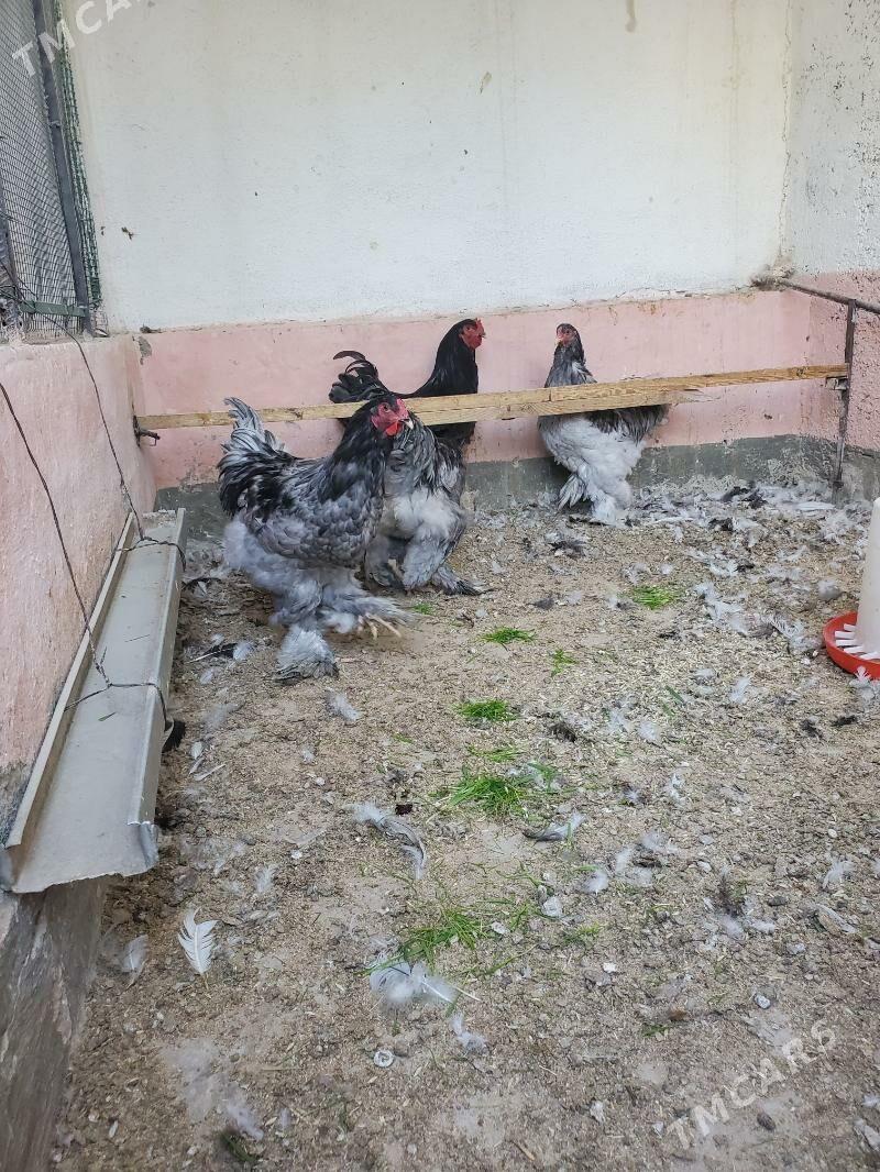 Blu Brama Horazlar - Çoganly - img 4