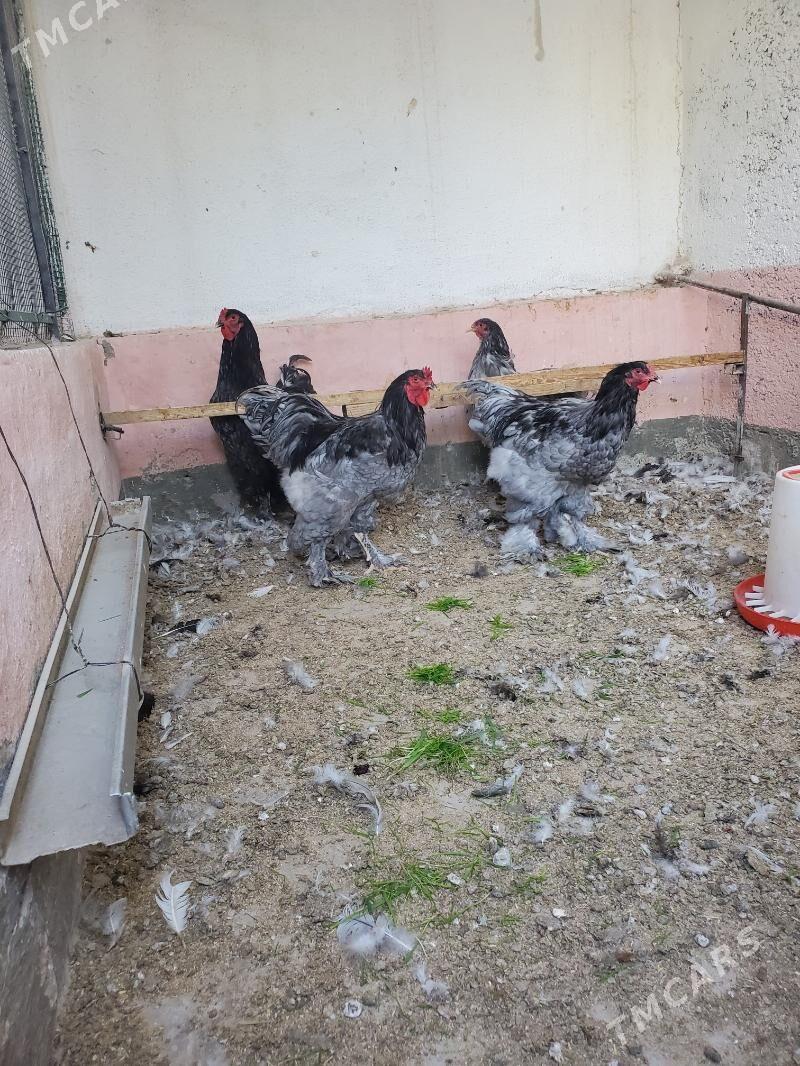 Blu Brama Horazlar - Çoganly - img 3