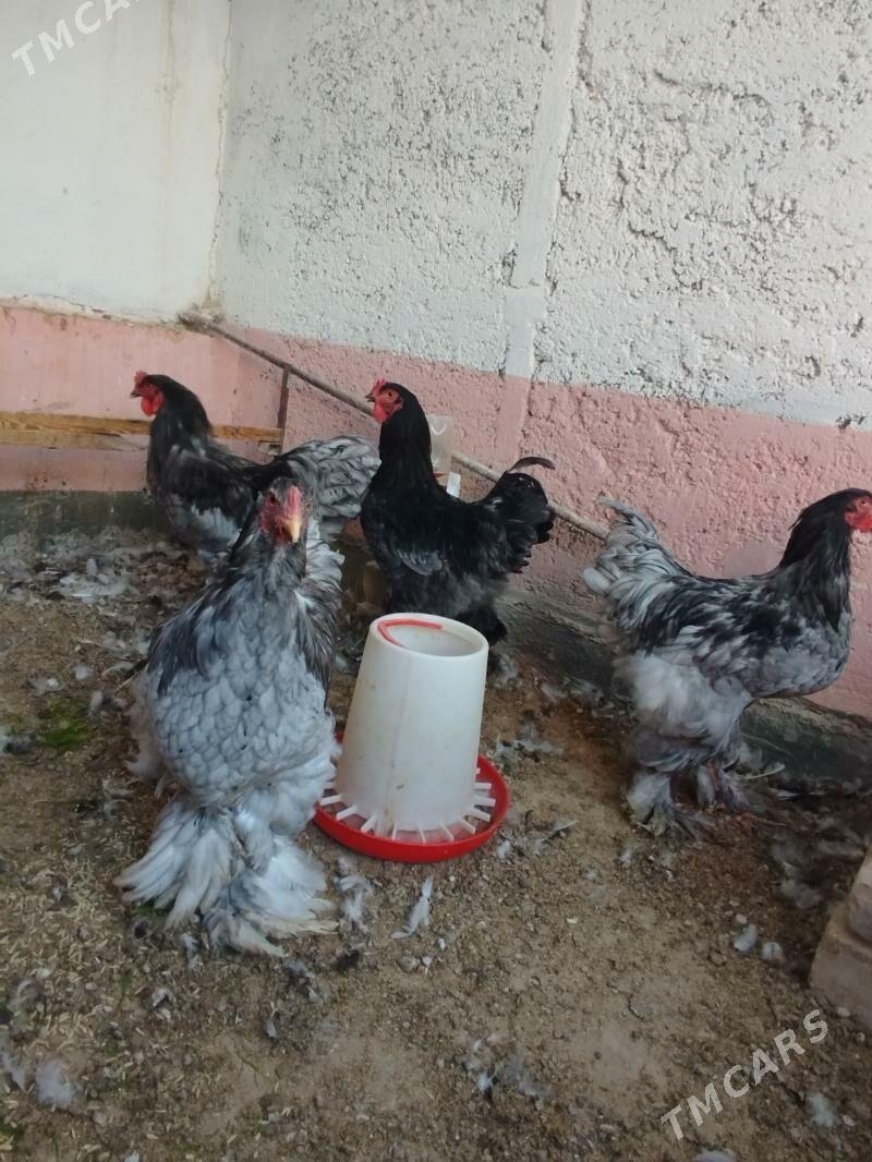 Blu Brama Horazlar - Çoganly - img 6