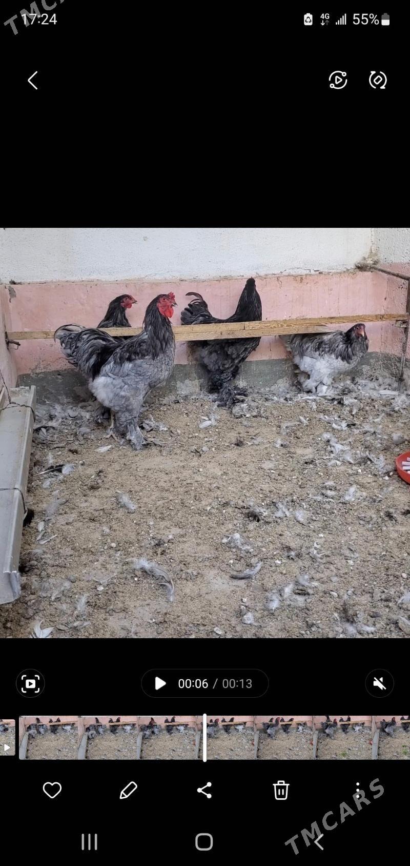 Blu Brama Horazlar - Çoganly - img 2