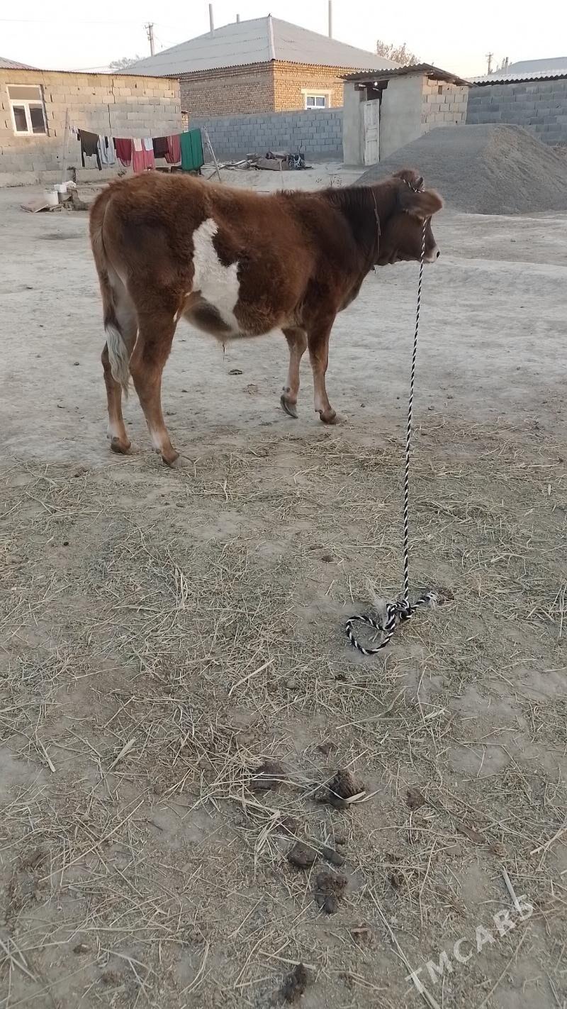 Ukuze - Гёкдепе - img 2