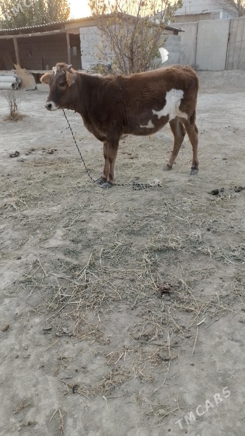 Ukuze - Гёкдепе - img 3