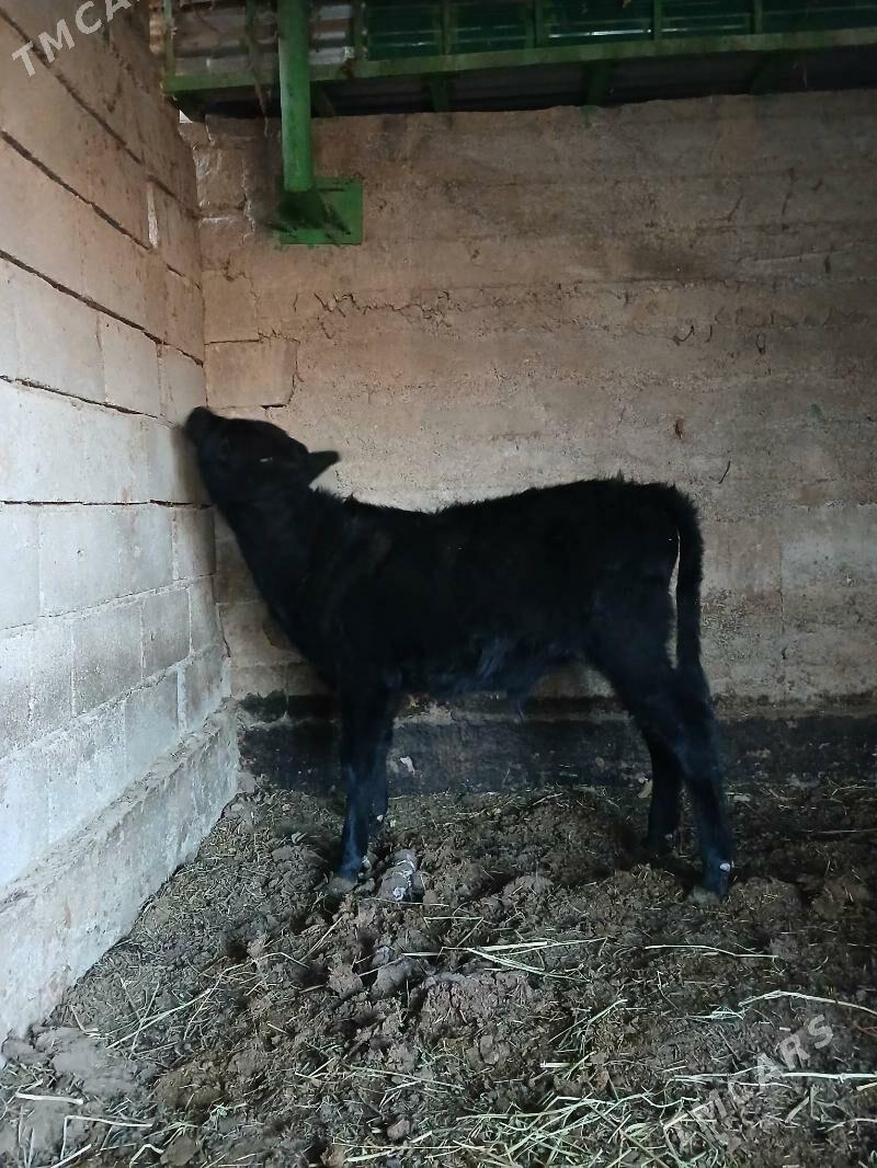 Okuz - Gökdepe - img 3