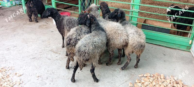 garaköl.goyun. - Hitrowka - img 2