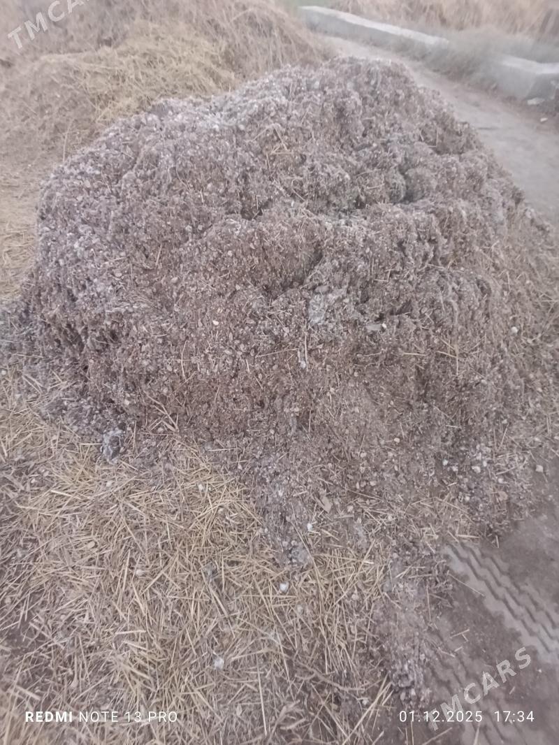 Mal oty cannalak - Саят - img 2