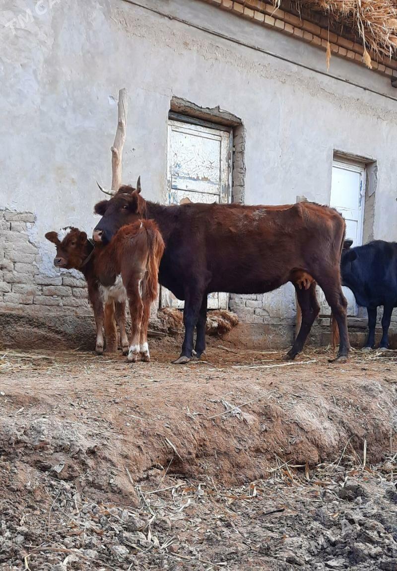 YLY GÖLELI IRI GÖLELI SYGYR - Кёнеургенч - img 2