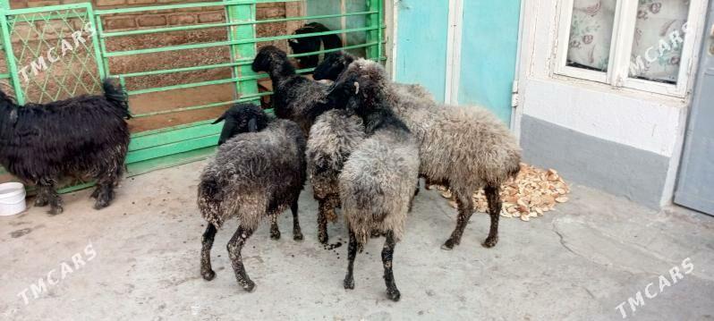 garaköl.goyun. - Hitrowka - img 6