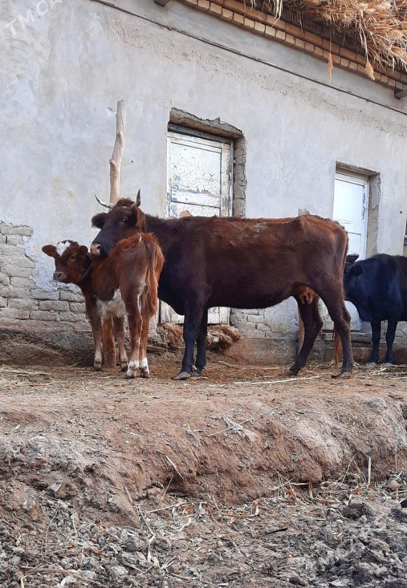 YLY GÖLELI IRI GÖLELI SYGYR - Кёнеургенч - img 3