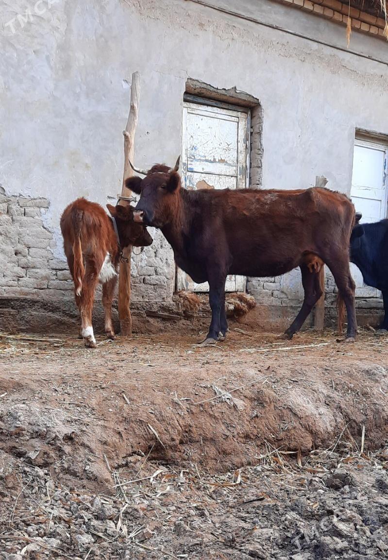 YLY GÖLELI IRI GÖLELI SYGYR - Кёнеургенч - img 4