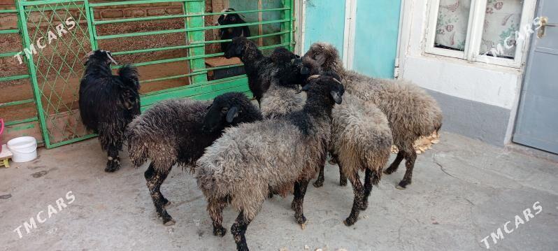 garaköl.goyun. - Hitrowka - img 4