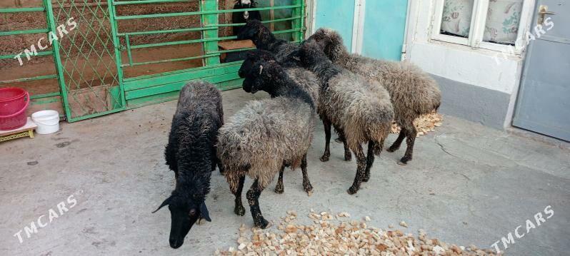 garaköl.goyun. - Hitrowka - img 5