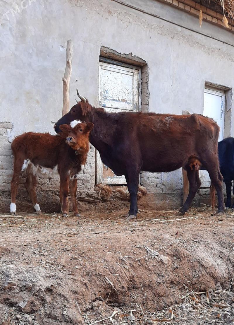 YLY GÖLELI IRI GÖLELI SYGYR - Кёнеургенч - img 5