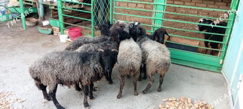 garaköl.goyun. - Hitrowka - img 3