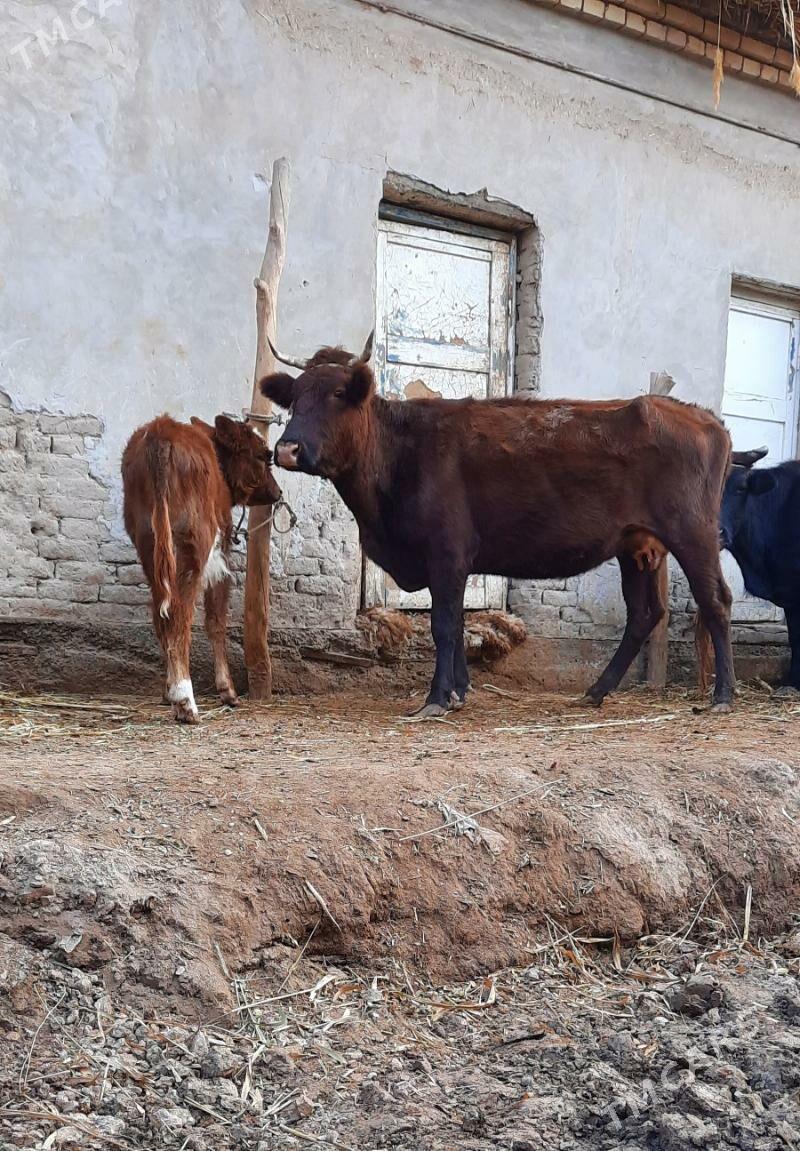 YLY GÖLELI IRI GÖLELI SYGYR - Кёнеургенч - img 7