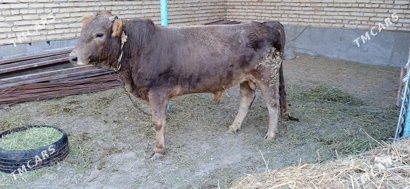 öküz - Bäherden - img 2