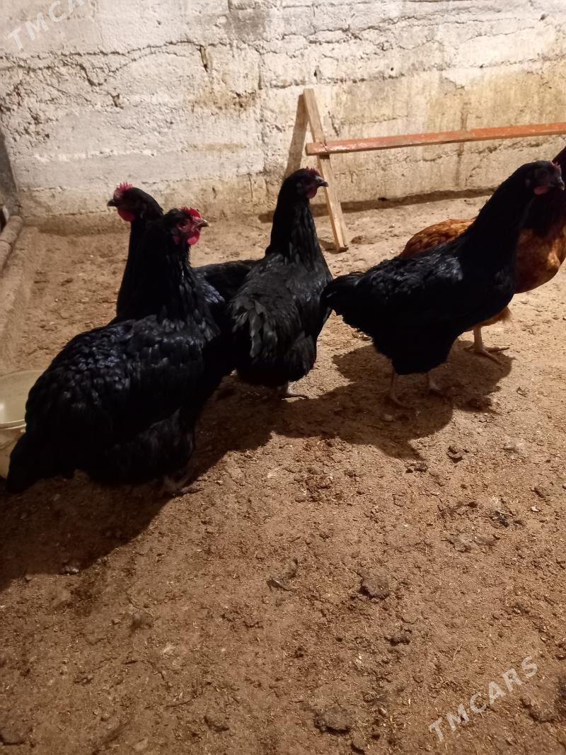 Towuk - Бузмеин - img 2