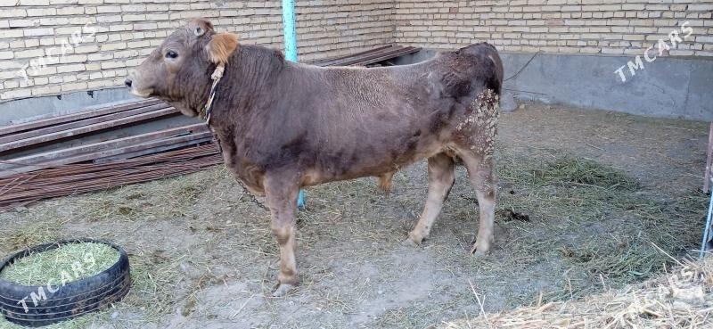 öküz - Bäherden - img 3