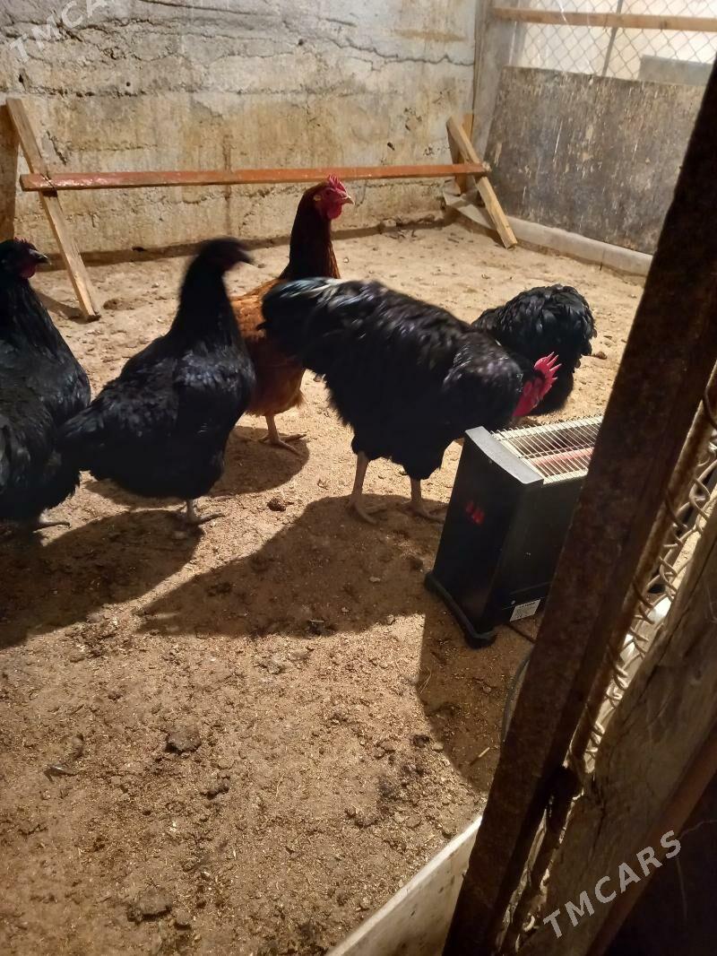 Towuk - Бузмеин - img 3