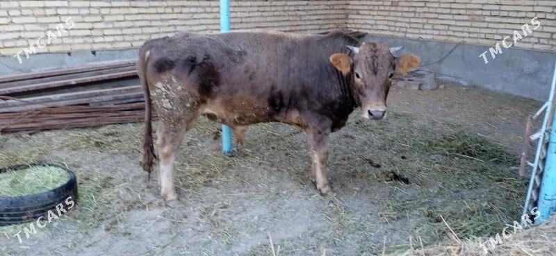 öküz - Bäherden - img 4