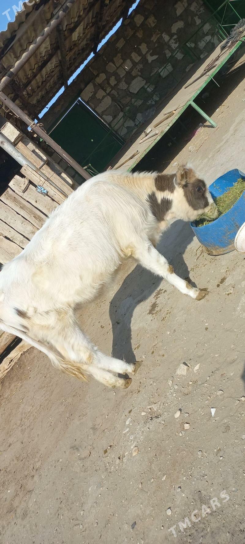 sygyr - Гумдаг - img 3