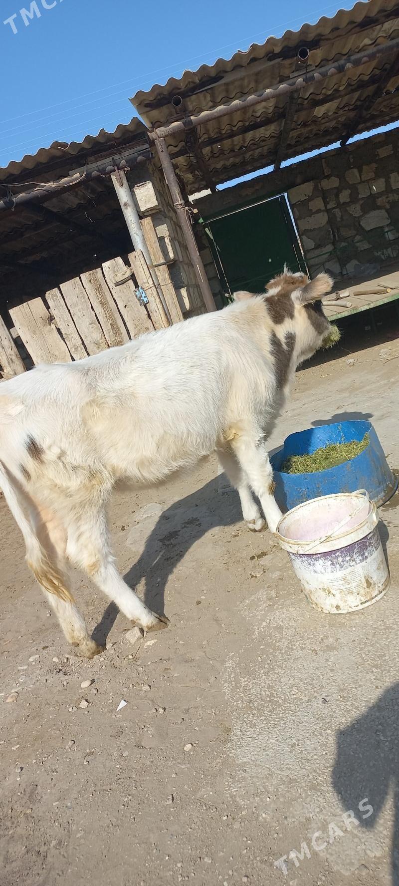 sygyr - Гумдаг - img 2