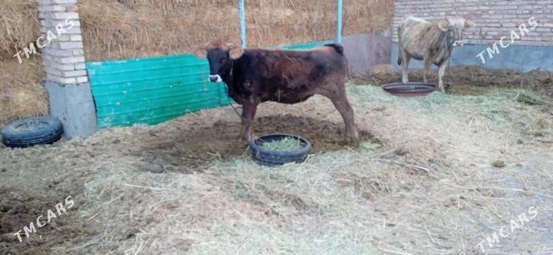 tüwe - Бахарден - img 2